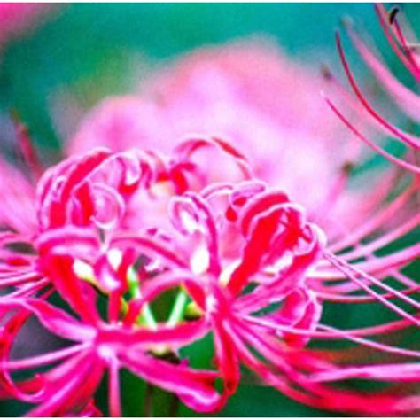 Buy Civilys Lycoris Radiata Spider Lily Bulb Hardy Red Surprise Lily