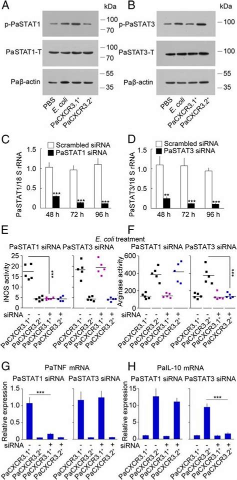 Cxcr31 And Cxcr32 Differentially Contribute To Macrophage