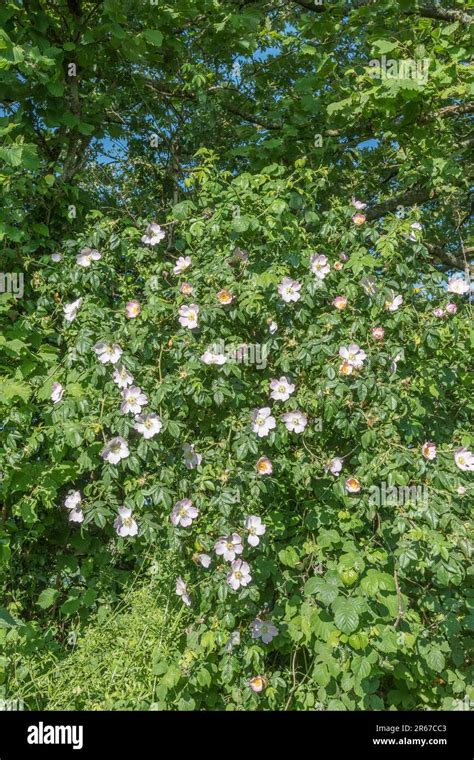 Siepe Di Campagna Rosa Canina Immagini E Fotografie Stock Ad Alta