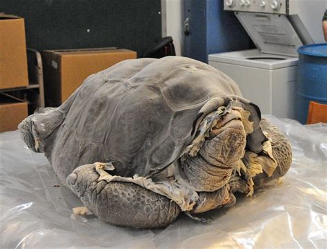 Llega a Nueva York Solitario George la última tortuga gigante de