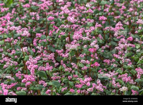 Red buckwheat flowers on the field. Blooming buckwheat. Buckwheat field ...