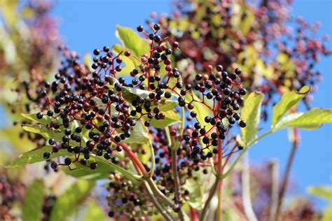 How And Why To Grow Elderberry Backdoor Survival