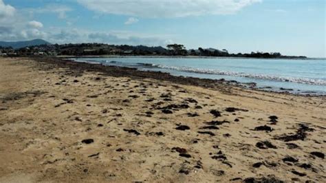 Tassie beach closed after teen wounded while swimming - Pulse Tasmania