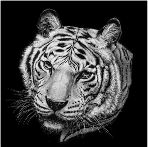 Gambar Logo Kepala Harimau Putih / Thecleriker Twitch - Myrtie Pagac