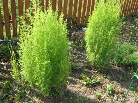 Кустарник кохия (86 фото)