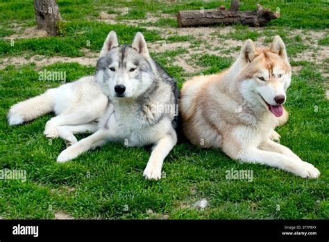 Siberian Husky Canis Lupus F Familiaris Two Huskies Lying Together