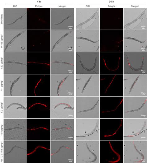 Frontiers Toxicological Impact And In Vivo Tracing Of Rhodamine Functionalised Zif 8 Nanoparticles