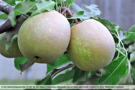 Varieties of pears: 28 old and new varieties - Pear tree species list ...