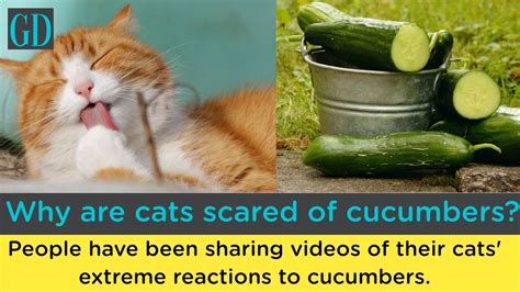 Why Are Cats Scared Of Cucumber Youtube