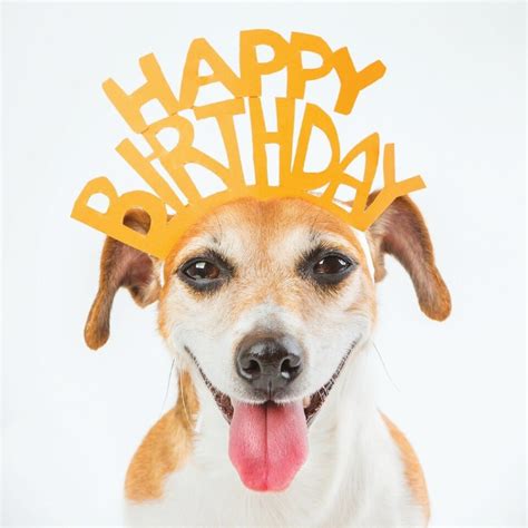 List 92 Pictures Happy Birthday Dog Images Free Updated