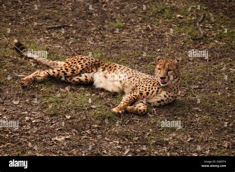 Cheetah Lying On The Ground Stock Photo Alamy