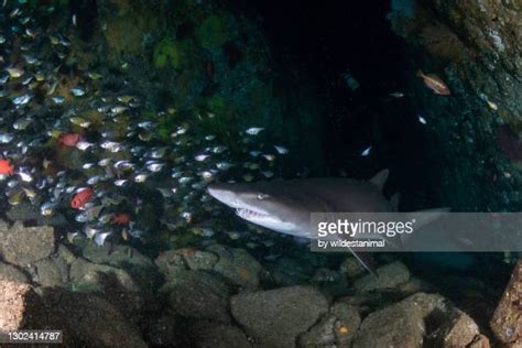 Tiger Shark Australia Photos And Premium High Res Pictures Getty Images