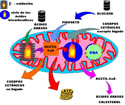 Mitocondrias