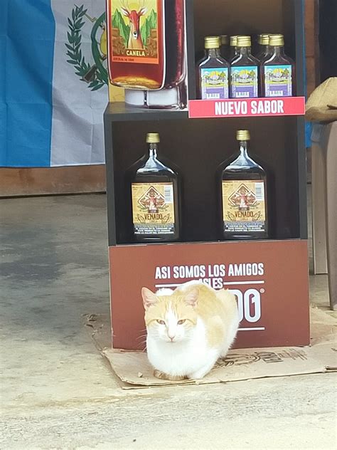 Mimí on Twitter Un gatito bonito que encontramos en Guatemala Sí