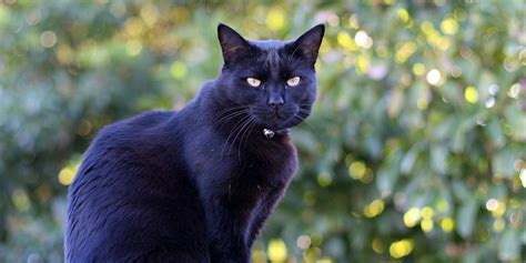 Is 'Black Panther Really Responsible for Increased Black Cat Adoptions ...