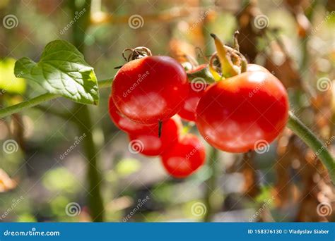 Late Summer Red Tomatoes Stock Photo Image Of Food 158376130