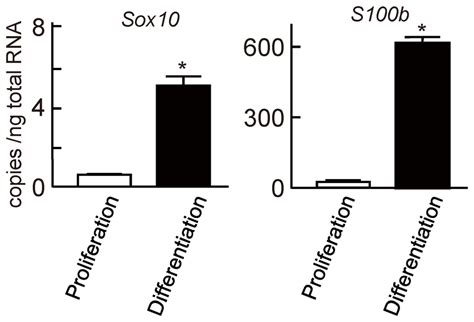 Suppressed Schwann Cell Proliferation By Sox10 S100b Download