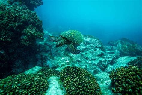 Cabo San Lucas Corridor SCUBA Dive X2 Tanks