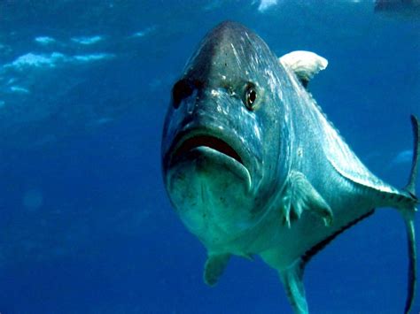 Ulua - Giant Trevally Swimming in Hawaii Waters