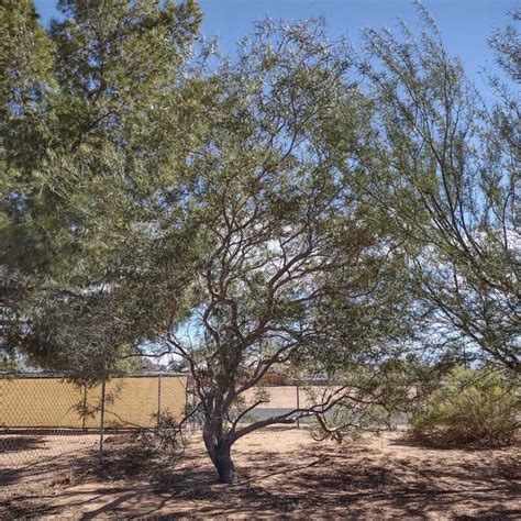 Plant Profile The Desert Willow Tree Ricks Hobby Garage