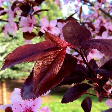 Prunus Pissardii Nigra Black Cherry Plum Clarenbridge Garden Centre