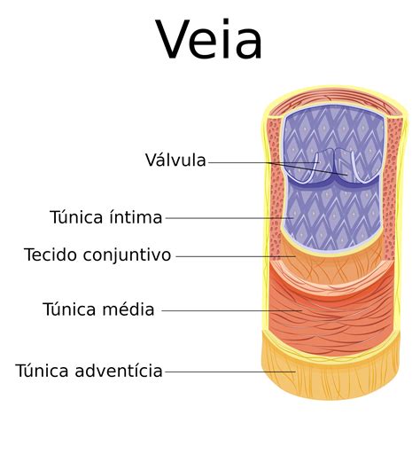 Circula O Venosa Raquel Luiza