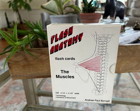 Vintage Flash Anatomy Flash Cards With Illustrations The Muscles