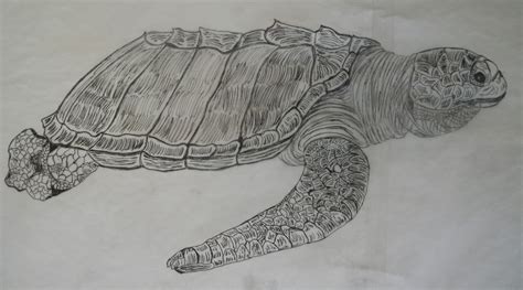 Olive Ridley Sea Turtle Drawings – Pencil and Pen! | Patsy's Creative ...