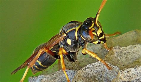 Paper Wasp Facts Life Cycle And Habitat Information