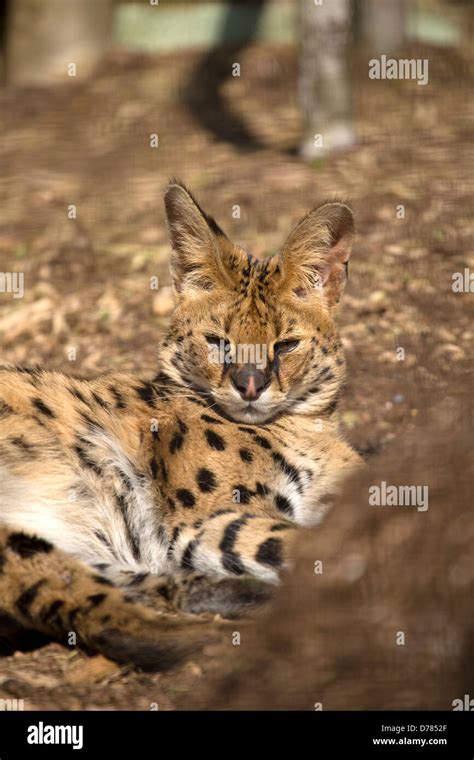 Gato Serval Fotos e Imágenes de stock Alamy