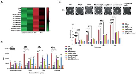 Frontiers Degs Protease Regulates The Motility Chemotaxis And