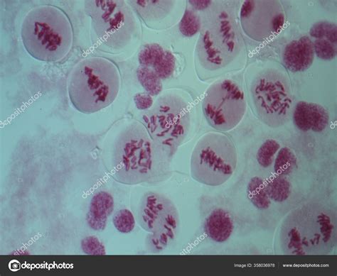 Chromosomes Nucleus Cell — Stock Photo © dr.lange.unitybox.de #358036978