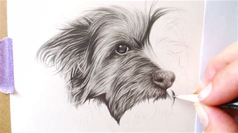 How To Draw A Realistic Yorkie