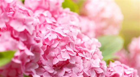 16 Pink Hydrangea Varieties With Beautiful Bright Colors