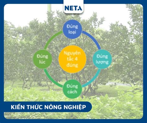 Nguyên Tắc 4 đúng Trong Sử Dụng Phân Bón Thuốc Bvtv