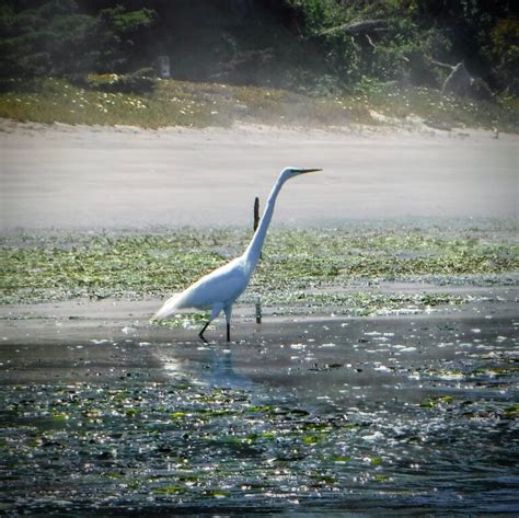 Elkhorn Slough Photographs - Take the Classroom Outside