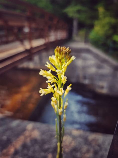 Photos: Hopkinton State Park in spring - Hopkinton Independent