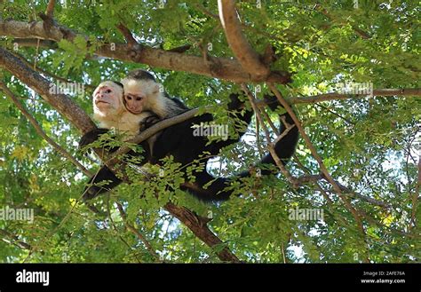 Guanacaste Affe Stockfotos Und Bilder Kaufen Alamy