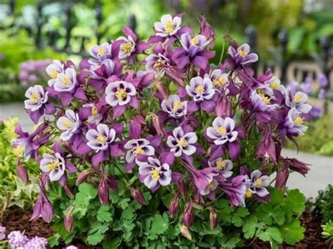 Earlybird Purple Yellow Columbine Jeffries Nurseries