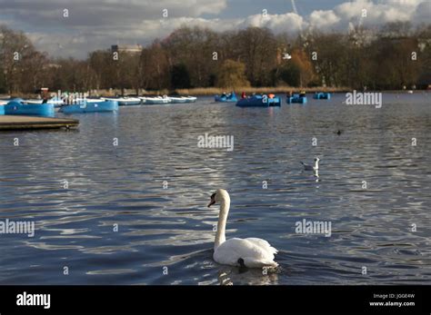 Mute Swan On The Serpentine Hyde Park London Stock Photo Alamy