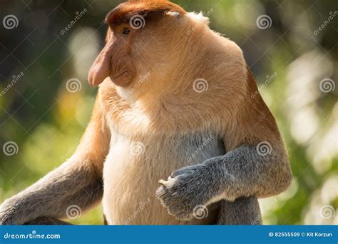 Portrait Of Fabulous Long Nosed Monkey Stock Image Image Of Exotic