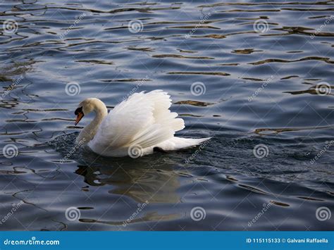 Beautiful White Swan Swimming In A Swan Lake Stock Image Image Of