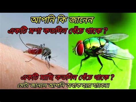 মশ ব মছ কতদন বচ থক How long do mosquitoes live