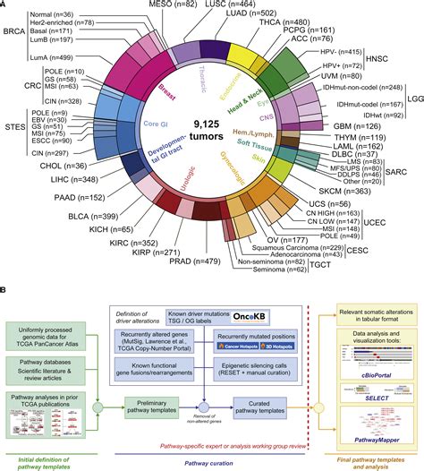 Oncogenic Signaling Pathways In The Cancer Genome Atlas Cell