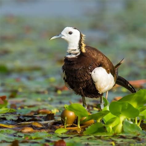 30 Beautiful Birds Of Pakistan Pictures Bird Biodiversity