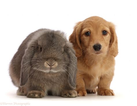 Pets Cream Dachshund Puppy 7 Weeks Old And Grey Lop Bunny Photo Wp48003