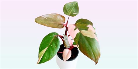 Blushing Philodendron Erubescens Plant Care Growing Plantcarefully