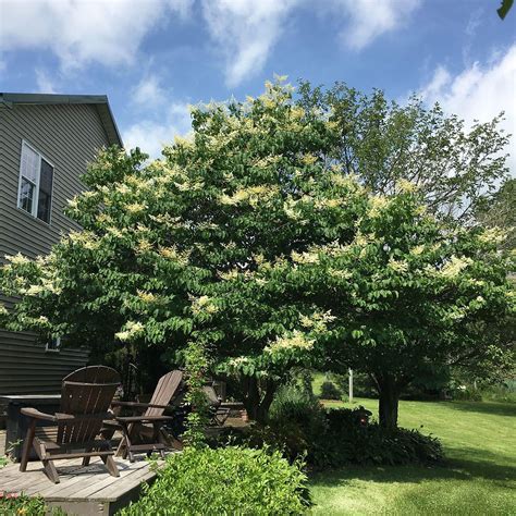 Discover The Fragrant Ivory Silk Japanese Tree Lilac