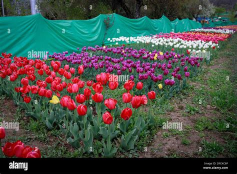 Tulip flower and Tulip festival in Kashmir. Beautiful wall mounting ...