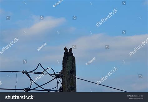 Two Birds On Electricity Pole Capital Stock Photo 1606646407 | Shutterstock